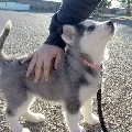doggie