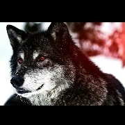 Noah ( wolf of john)