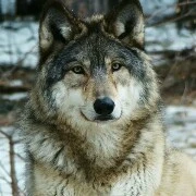 Leo (wolf of jackson)