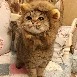 Taehyung (ver. cat)
