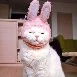 Jungkook (ver. cat)
