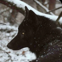 Dark/Jungkook’s Wolf
