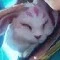 rabit