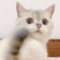 ไรท์