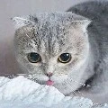 แมวลูกขนปุย