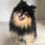 Yeontan
