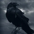 Raven