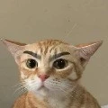 GM
