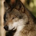Ben🐺