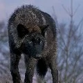 Tohro wolf
