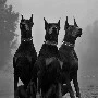 Dogs:Bobby ,Mike,Dan