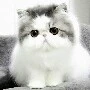 โรส~~(แมวนางเอก)