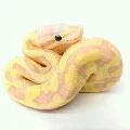 โยโซ