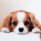 โมจิ(น้องหมาของนางเอก)
