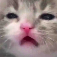 y/n