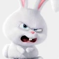 rabbit cristy