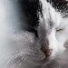 Author malas update