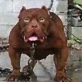 anjing galak