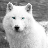 snow (Luna/Alexis wolves)