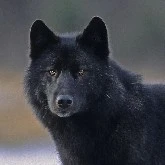 midnight (Luna/Alexis wolf)