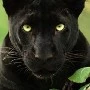 Ares