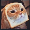 kucing tukang spam