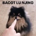 ajg tukang spam