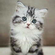 Cute author