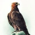 Hawk