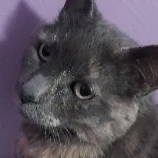 Tammy