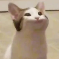 random cat