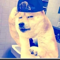 random doge