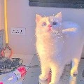 แอด