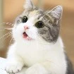 แซลมอน(เเมวคิง+ควีน)