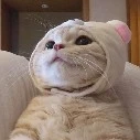 แอด