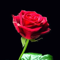 R`rose