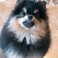 yeontan