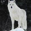 Snow(Hiro