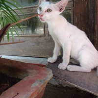 Poko 