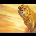 Leo #bukansinga