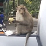 พ่อ (ผู้นำตระกูลเซนจู)