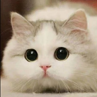 cute author
