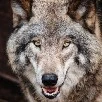 LONE WOLF