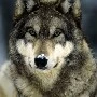 lobos