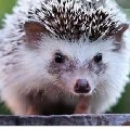 your cute hedgehog author