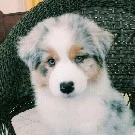 Safira