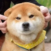 ลูกสุนัข