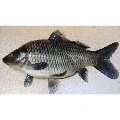 budi si ikan bodoh