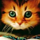 🐈 Dexter 2.0