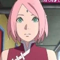 sakura